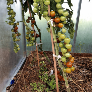 Черный жемчуг