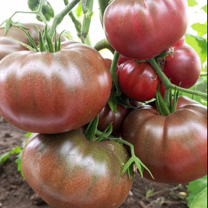 Черный слон