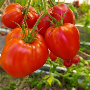 Янтарный барон