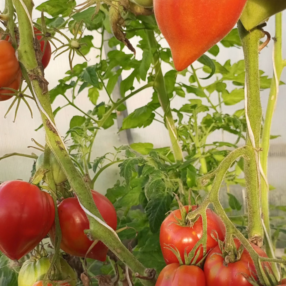 Семена томата Японка-3