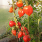 Семена томата Японка