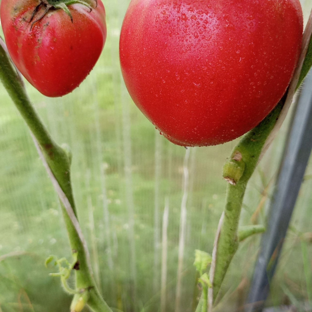 Семена томата Яша Югославский-2