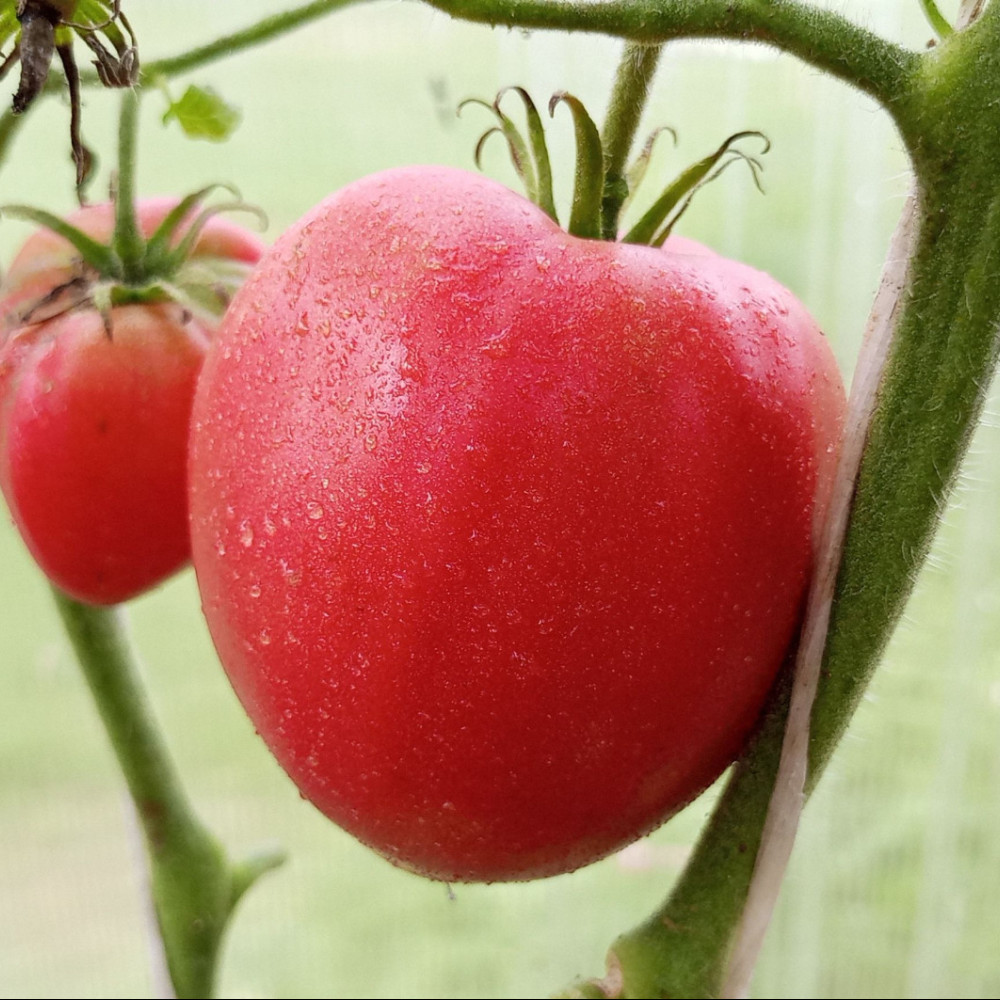 Семена томата Яша Югославский