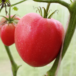 Яша Югославский