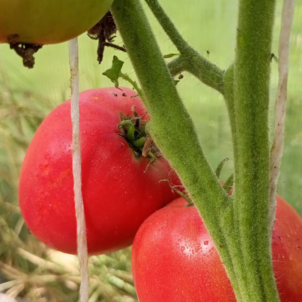Семена томата Яша Югославский-1