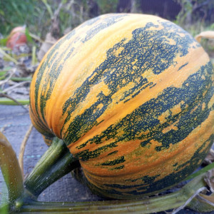 Голосеменная