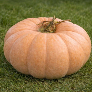  Оранжевый цукат