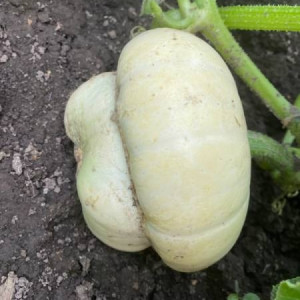 Тюрбан белый